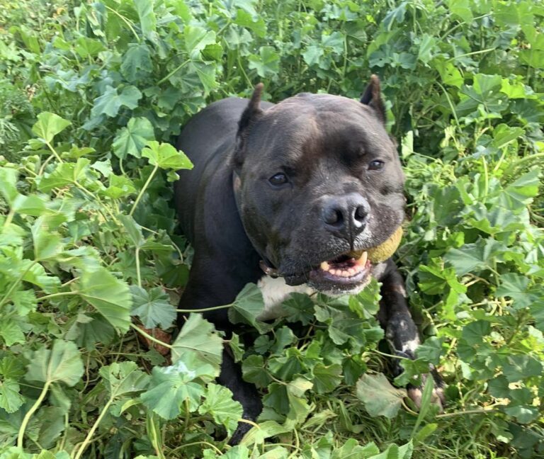 Il-benesseri tal-annimali: bejn il-prinċipju u d-doppia faccia.